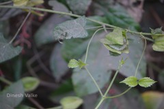 Abelmoschus angulosus var. grandiflorus